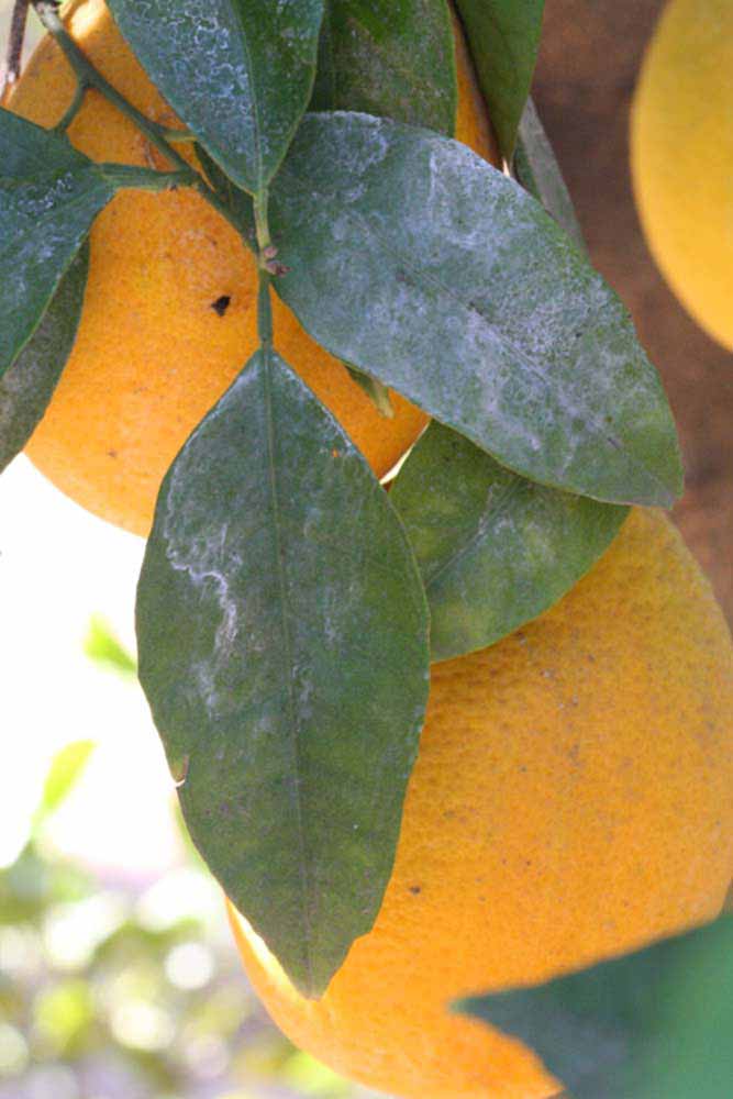              Unifoliolate leaf (Riverside, CA)       